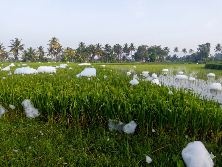 Hamparan gelembung busa putih misterius mirip salju menempel pada tanaman padi di area persawahan Dusun Kutan, Muntilan pada Juni 2018.